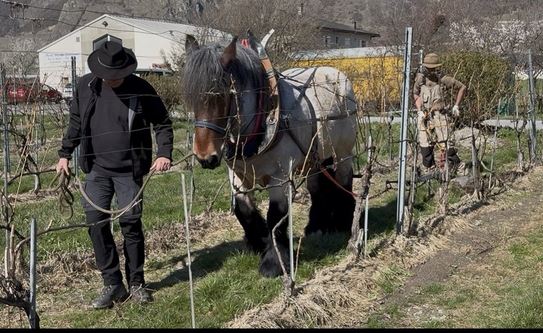 Vignoble de Pierre-Antoine Crettenand – Saillon