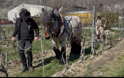 Vignoble de Pierre-Antoine Crettenand – Saillon