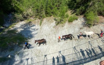 Témoignage – cours muletiers
