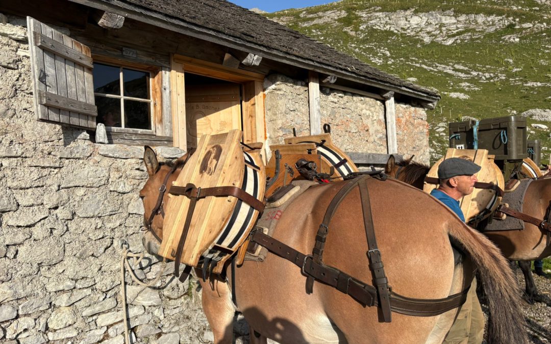 Accompagnez les mulets pour le transport de fromages aux Mortheys